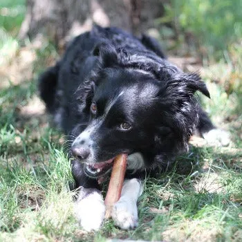 6" Thick Bully Stick