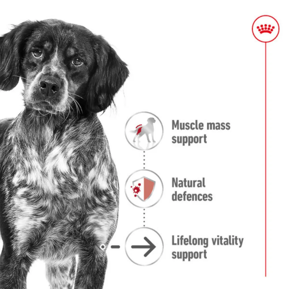 Royal Canin Medium Ageing 10 