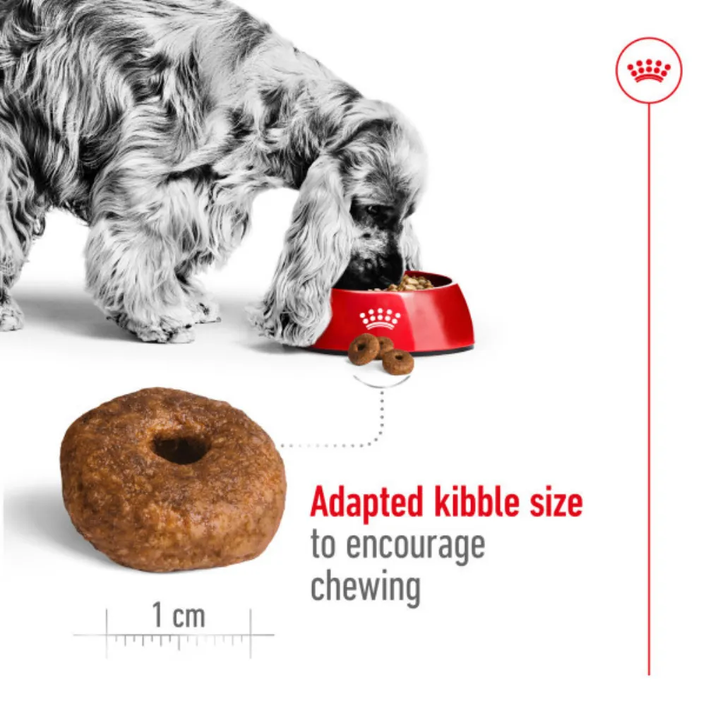 Royal Canin Medium Ageing 10 