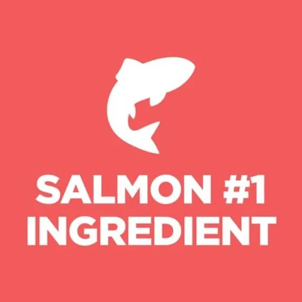 Science Diet Adult Salmon & Brown Rice Recipe Dry Cat Food