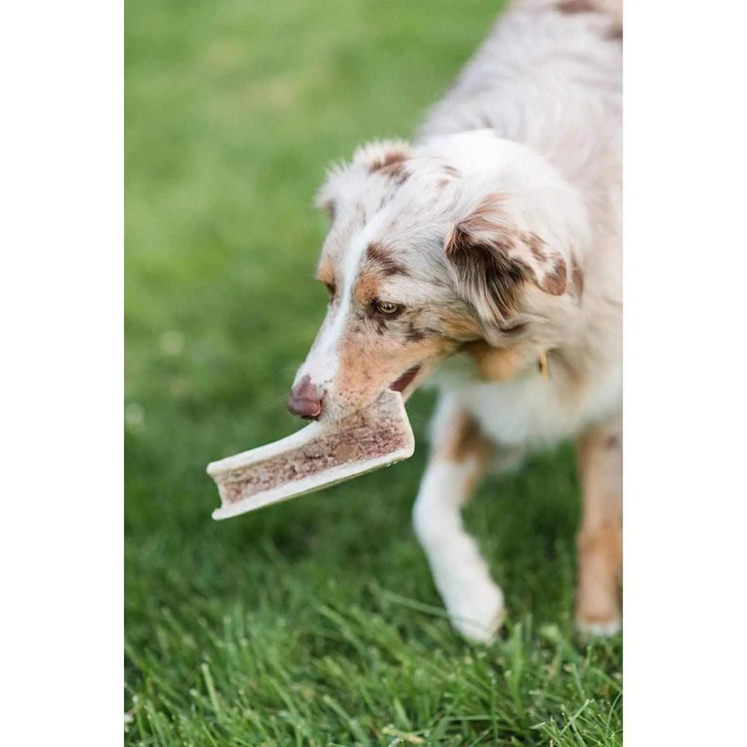 Split Elk Antlers for for Extra Large Dogs